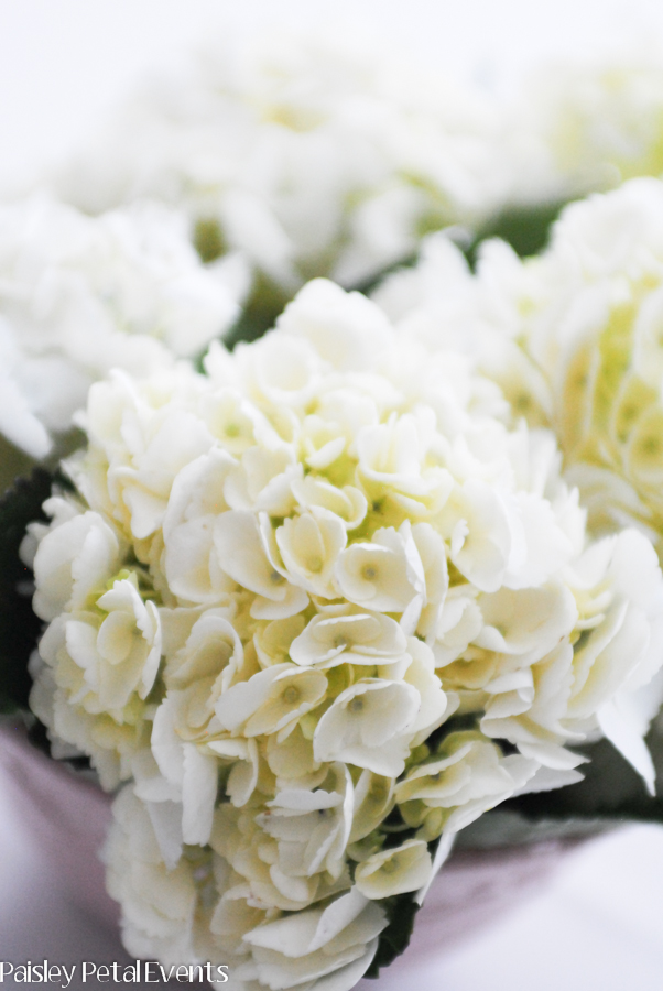 White hydrangeas